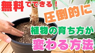 これだけで咲きっぷりが変わる！基本の水やり・応用の水やり