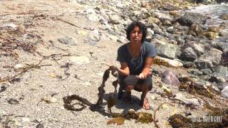 Ecosystems of California: Kelp Forests