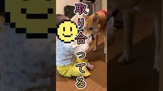 おもちゃ🧸を取り合う赤ちゃん👶と柴犬🐕が可愛い🩷#かわいい #shorts #柴犬 #赤ちゃん