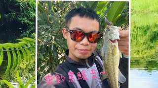 今天來釣黑鱸去😁時間2021/2/20「加州鱸魚」#路亞#有魚就好#我只會釣小魚#大嘴黑鱸