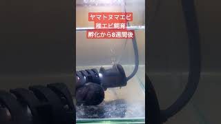 ヤマトヌマエビの孵化から稚エビ飼育8週間が経過しました #ヤマトヌマエビ #aquarium #shorts