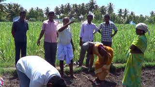 cotton seed showing, பருத்தி விதை நடவு செய்யும் முறை