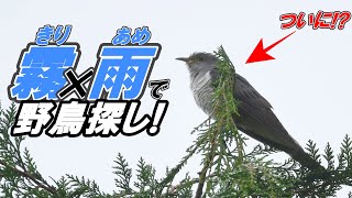 【野鳥観察】下尾筒の撮影をしてたが、ホトトギスが近くに寄ってきて...