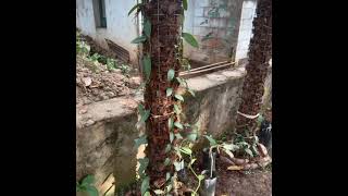 අලුත් වැනිලා වගා ක්‍රම.#Fresh_vanilla_cultivation_methods_Sri_Lanka