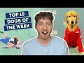 Team USA’s Goodest Boy | Top 10 Dogs of the Week!