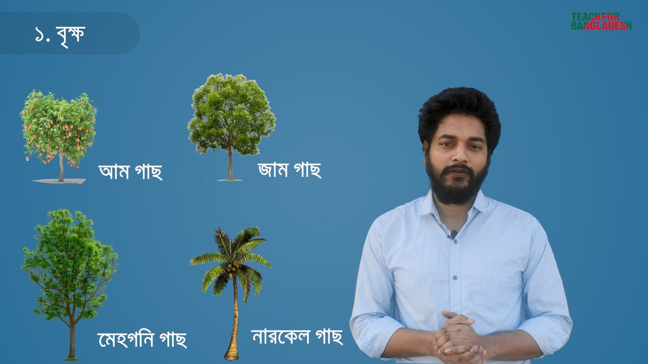 আকার ও কান্ড অনুযায়ী উদ্ভিদের শ্রেণীবিন্যাস । ৩য় শ্রেণী । বিজ্ঞান ...