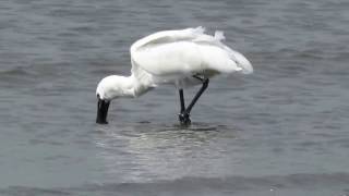 Black faced Spoonbill 7/クロツラヘラサギ