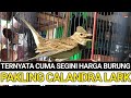 PAKLING CALANDRA LARK BURUNG IMPORT PALING LANGKA ! TERNYATA CUMA SEGINI HARGANYA ?