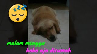 Anjing Goldenku ngigau