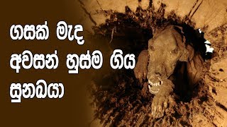 ගසක් මැද අවසන් හුස්ම ගිය සුනඛයා  - Mummified Dog Stuckie