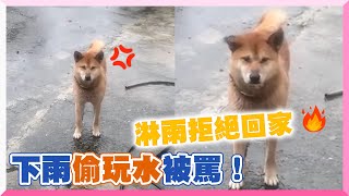 Shiba Inu refused to go home because he ran to play in the water on rainy day and was scolded#Shorts