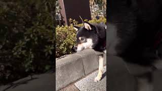 暖かい日のお散歩【柴犬】#shorts