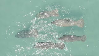 Drone Films Group Of Swimming Manatees
