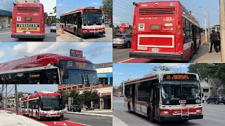 TTC Buses: Summer 2024