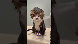 #shorts 🤣Funny Animals Shorts | Animals Zone | #cutecat #catlover #funnycatvideos Funny Animal video