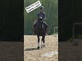 Dressage tip- practice your halts! #dressage #dressagetraining #halt