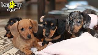 Precious Dachshund Puppies