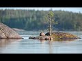 the saimaa ringed seal