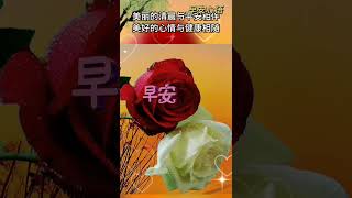 早安! 周末愉快 | 今天是2024年5月25日星期六，早安快乐! #早安 #星期六 #shortvideo #祝福 #早上好 #情感音乐 #早安正能量 @leleenjoying