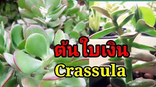 #ต้นใบเงินcrassula 🎋🎋ต้นไม้ศิริมงคลตามตำนาน วิธีปลูกแบบที่2