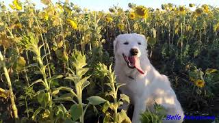 Summer Stroll with Belle Sunflower field Maremma Sheepdog Летняя прогулка с Белль в подсолнухах