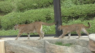 ピューマ の親子『ベガ』と『ニーナ』 (静岡市立 日本平動物園) 2019年9月29日