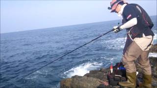 椿の地磯 イセザキでグレ釣り【梅雨グレ・尾長グレ】