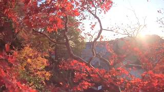 柳谷観音楊谷寺 朝日の紅葉 京都 西山浄土宗 Kyoto,Temple｜ マイクロドローン｜micro-drone.jp