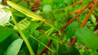 줄베짱이를 잡아먹는 참사마귀 セスジツユムシを捕食するチョウセンカマキリ Praying Mantis preys on a Katydid