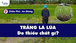 APN - TRẮNG LÁ LÚA DO THIẾU CHẤT GÌ? - KINH NGHIỆM RẢI PHÂN CHO LÚA SẠ DẦY LẤY CÂY