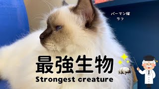 バーマン猫ラフ【最強生物】Strongest creature（バーマン猫）Birman/Cat