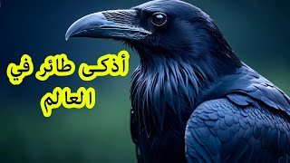 أسرار الغراب ! أذكى طائر في العالم