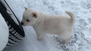 北海道犬のネムの子は生後45日になりました！最近の朝と夜のプチ散歩を！Nem, a Hokkaido dog, is 45 days old!  Please see the petit walk.