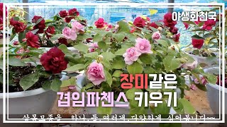 야생화 천국  야생화정원 5월  꽃이야기......임파첸스 키우기~.wild flower garden may flower story, Impachenskiy