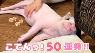 【50連発】こてん！と寝転がるしらたまちゃん🐽 【50 consecutive videos of a micro pig lying down】