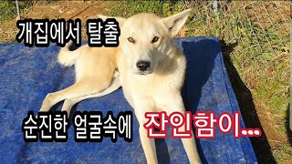 [농어촌문여사] 고라니 살해사건 왜 그랬니...