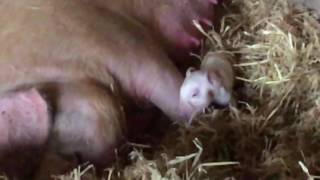 Dotty has given birth to five beautiful little piglets!