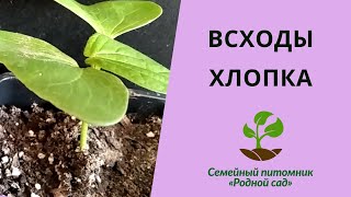 Всходы хлопка. Как вырастить хлопчатник из семян?