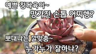 다육이 키우기 손톱이 망가진 수입창다육이 어찌해? 요즘 맛깔난 색감을 보여주는 아이들 레드에보니 아가보이데스 로미오 국민다육이 레티지아 에오니움 마리드금 몰게인