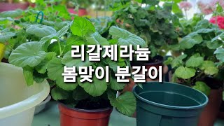 리갈제라늄 봄맞이 분갈이 / Regal Pelargonium repotting comes warm weather.