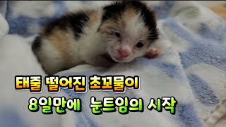 생후9일째...태줄 떨어진 꼬물이- 눈트임이 시작