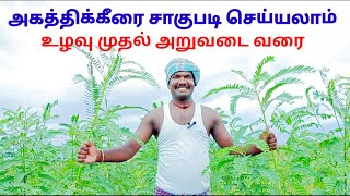 அகத்திக்கீரை சாகுபடி உழவு முதல் அறுவடை வரை | பறவை அன்னம்