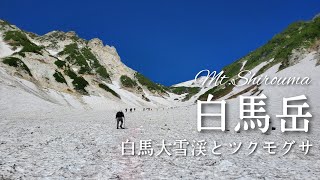 【登山】白馬岳「白馬大雪渓とツクモグサ」北アルプス後立山連峰