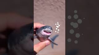 Realistic Shark #shorts #satisfying #handmade #diorama