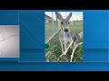 texas family searching for missing pet kangaroo