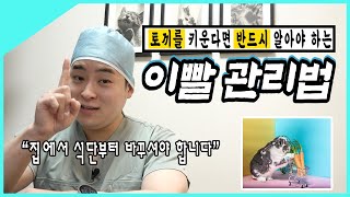 토끼 키우기 l 토끼에게 가장 중요한 이빨! 관리하는 방법 아시나요?  l 토끼가 건초를 안 먹으면?! l 토끼 부정교합  [부.수.다]