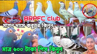 BRPFC ক্লাবের রেসার কবুতর কিনুন,পানির দাম ডিম বাচ্চা সহ রেসার কবুতর কিনুন,গিরিবাজ কবুতর, ইয়াসিন ভাই