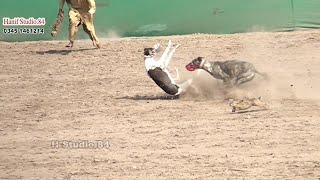 Greyhound coursing Race Round 2 National club salum 2 Feb 2025