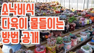 다육이 물 죽이게 들이는 방법 공개!! (多肉植物)(たにくしょくぶつ)