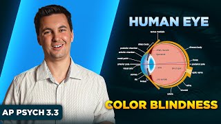 The Human Eye & Color Blindness [AP Psychology Unit 3 Topic 3]